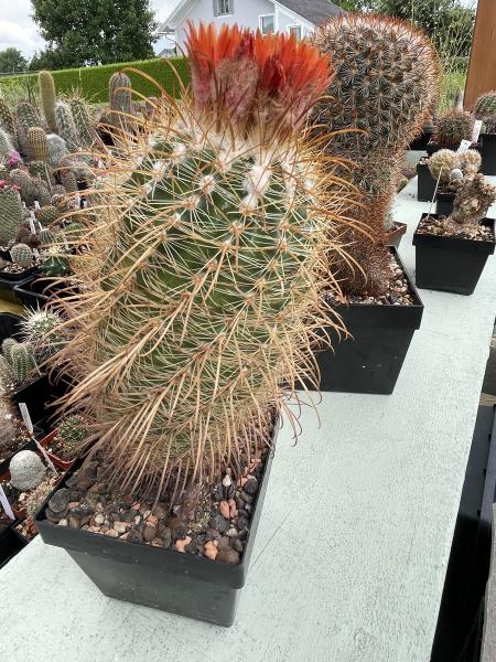 Parodia spec. dunkelrot
